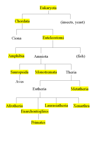 tree diagram